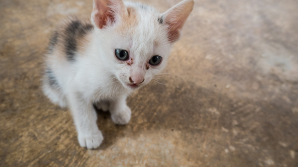 Snart träder lex Maja i kraft – ska förhindra att djur vanvårdas